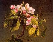 Martin Johnson Heade Apple Blossoms USA oil painting reproduction